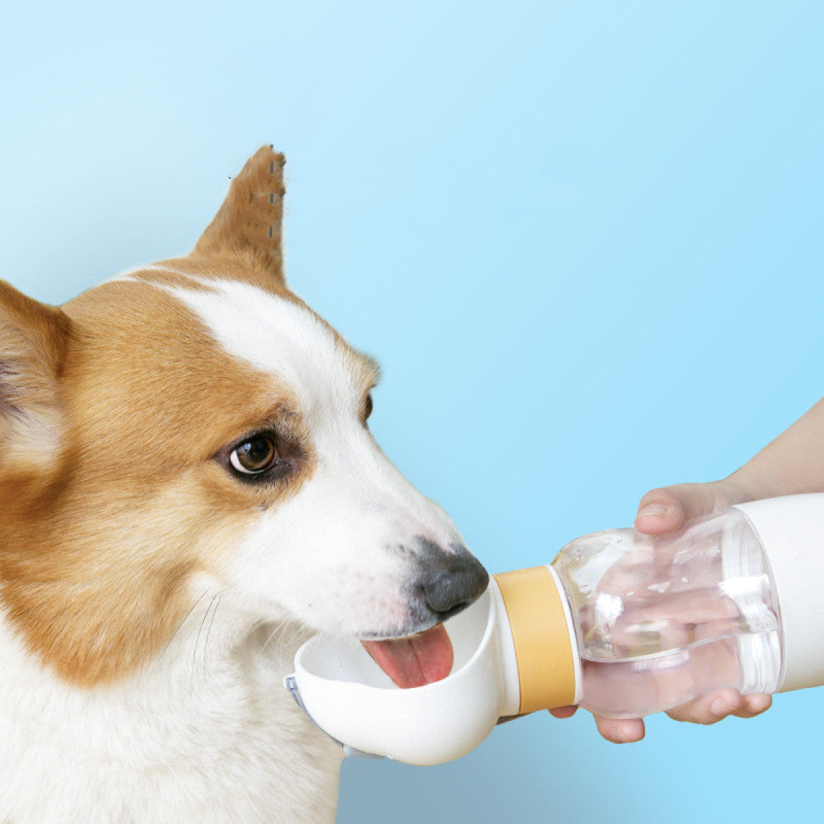 Dog essentials